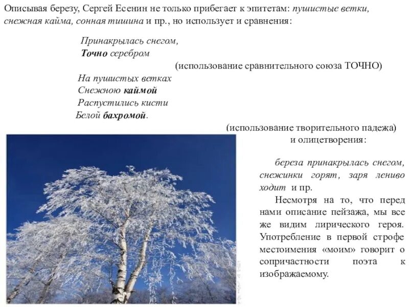 Описание природы олицетворение. Олицетворение в стихотворении береза Есенина. Сравнения в стихотворении береза Есенина. Эпитеты в стихотворении береза Есенина. Эпитеты в стихотворении Есенина белая береза.