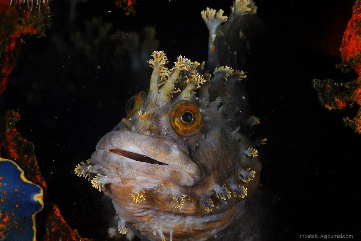 тетрадон морской. Parablennius marmoreus. щучья морская собачка. александр семенов морской биолог. рыба собачка.