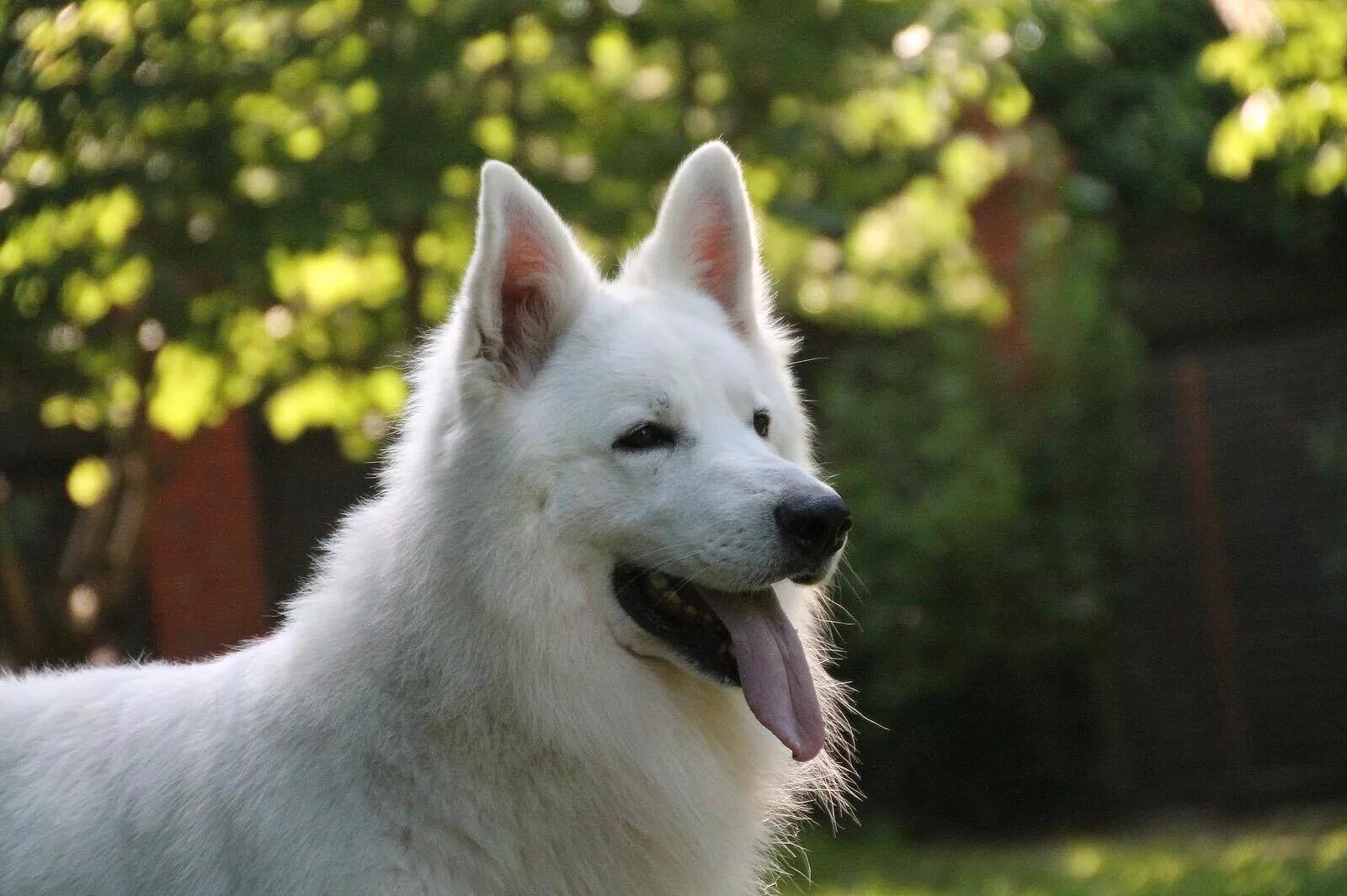 American/Canadian White Shepherd AKA White German Shepherd Овчарка, Немецкие овч