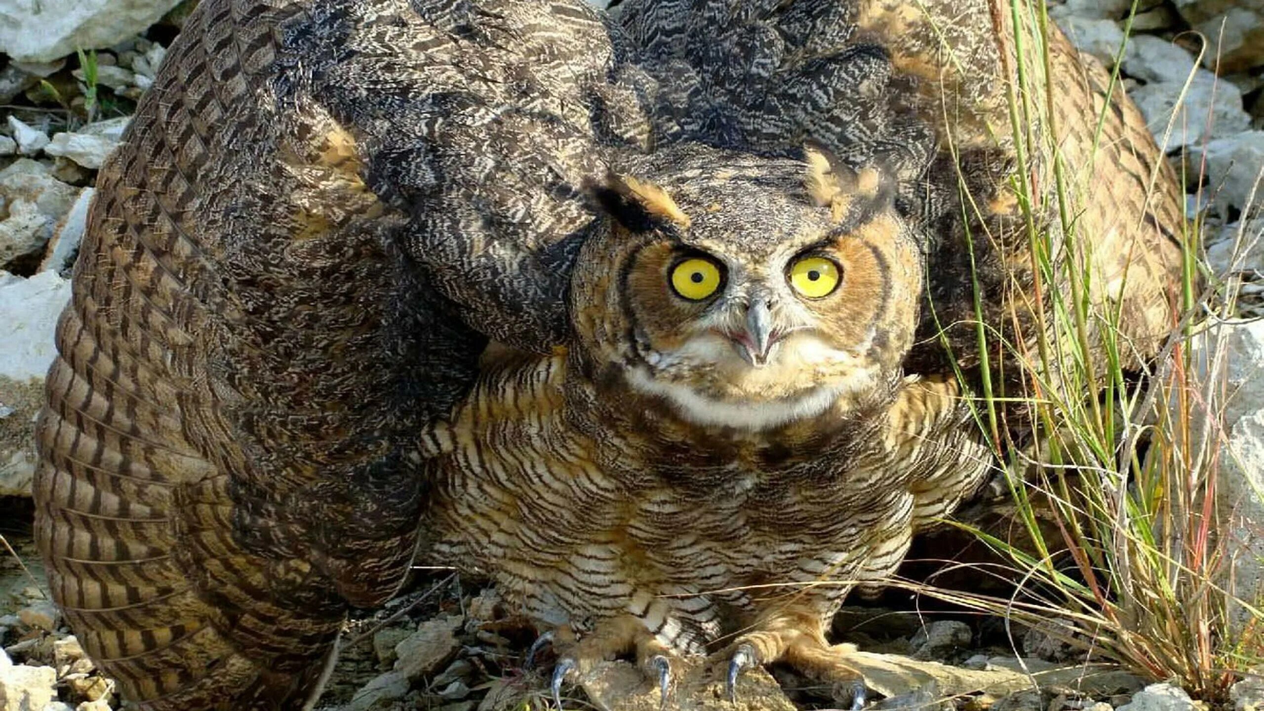 Филин Bubo Bubo. Филин обыкновенный (Bubo Bubo). Филин Bubo Bubo Linnaeus, 1758. Виргинский Филин (Bubo virginianus). Самые большие совы филины