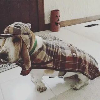 Собака холмса