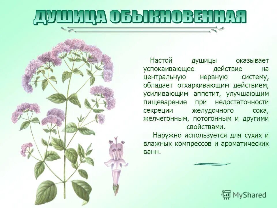 польза душицы для организма человека