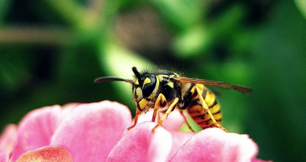Жужжание звук слушать. Звук осы. Звуки насекомых. Жужжание пчелы звук. Зелёный горошек жужжание пчёл.