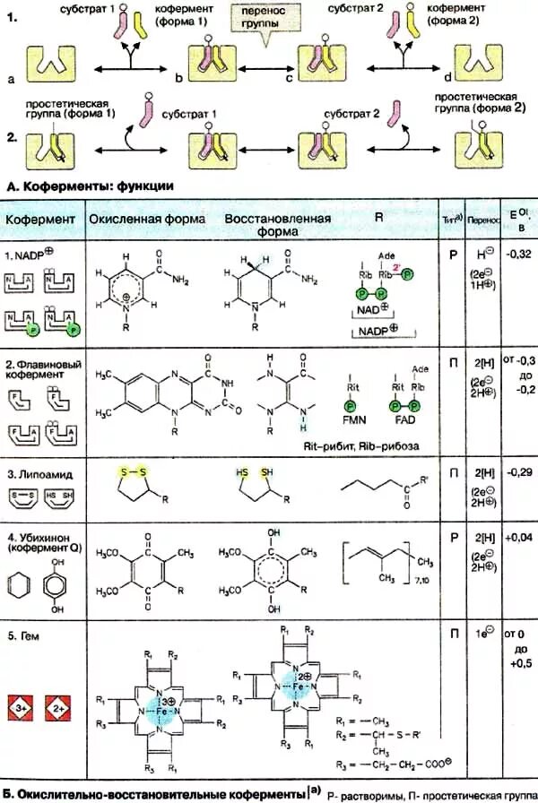 Окислительно восстановительные ферменты. Функции коферментов биохимия. Формулы коферментов биохимия. Коферменты таблица биохимия. Окислительно-восстановительные коферменты.