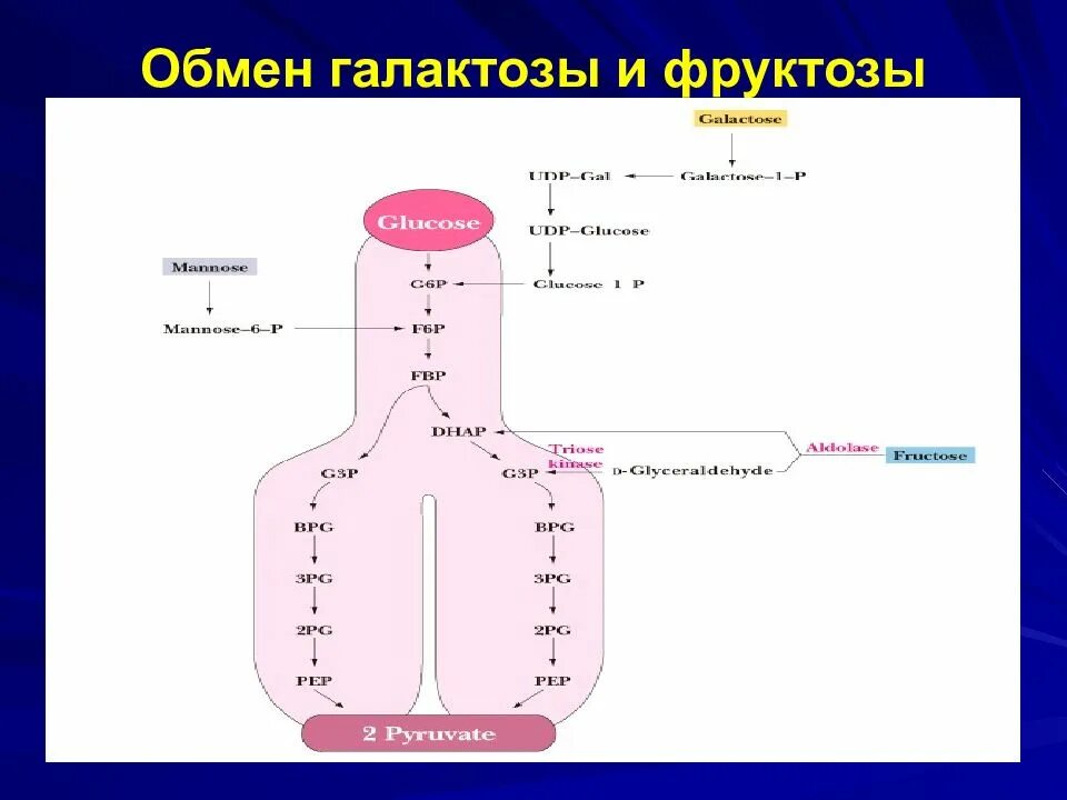 Метаболизм фруктозы и галактозы. Обмен фруктозы и галактозы. Метаболизм галактозы в печени. Превращение фруктозы в глюкозу. Последовательность процессов при окислении фруктозы