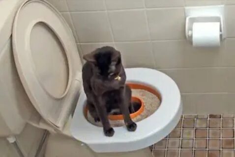 Почему котенок жидко ходит в туалет