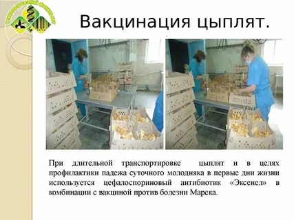 Вакцинация цыплят