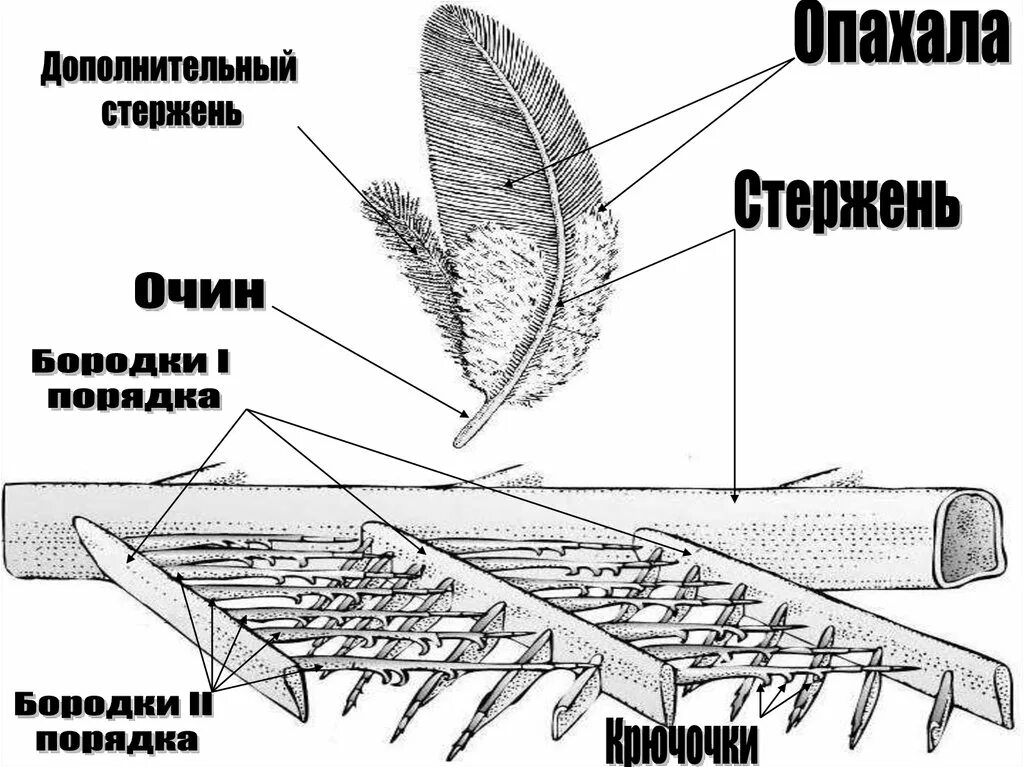 Схема строения контурного пера. Строение опахало у птиц. Схема строения пера птицы. Схема строения опахала. Изучение строения пера птицы