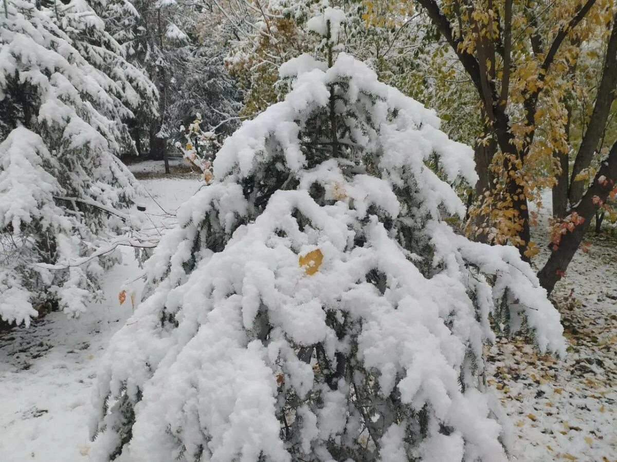 Снег в сентябре какая. Снег фото. Первый снег в Новосибирске. Снежное утро. Фото первого снега.