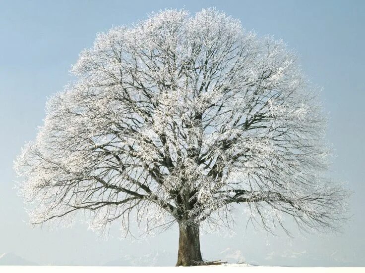 trees branches winter nature snow sky heart heart love Heart in nature, Winter s