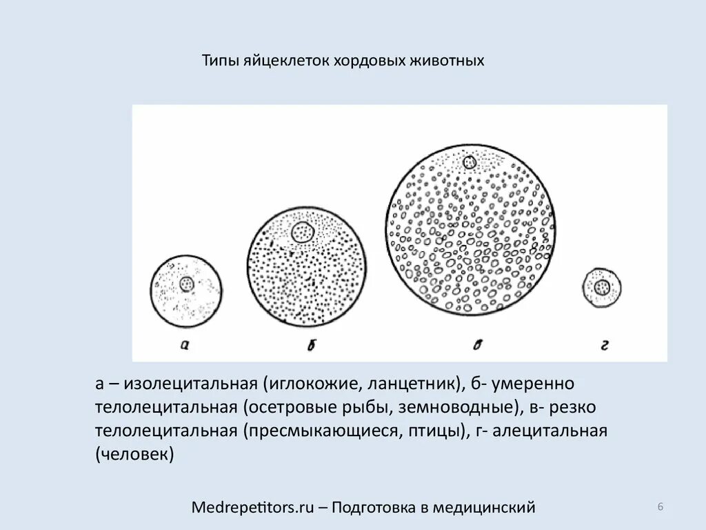 Размер яйцеклетки рыбы. Первично изолецитальная яйцеклетка. Типы яйцеклеток хордовых животных. Тип яйцеклетки у млекопитающих. Яйцеклетка ланцетника изолецитальная.