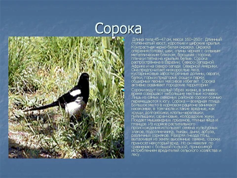 Сорок описать. Сорока описание птицы для детей. сорока краткое описание. доклад про сороку. факты о сороке.