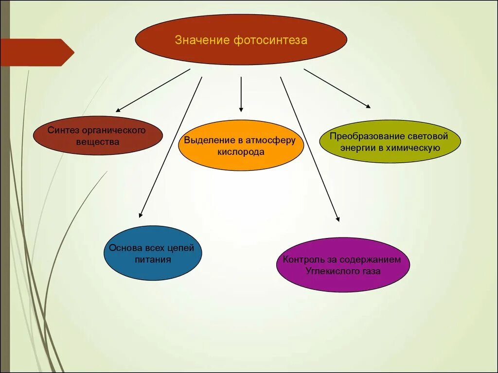 Роль фотосинтеза схема. Схема роль фотосинтеза в природе. Роль фотосинтеза 6 класс. Биологическая роль фотосинтеза. Роль фотосинтеза в жизни.