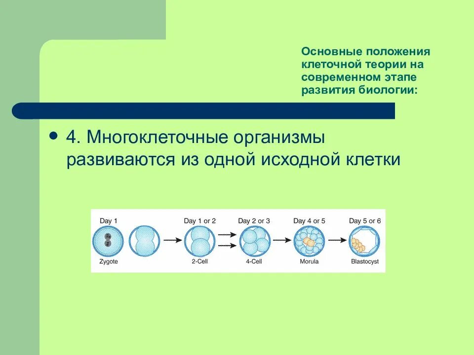 Укажите формулировку одного из положений клеточной. Основные положения клеточной теории на современном этапе. многоклеточные организмы развиваются из одной исходной клетки. этапы развития и основные положения клеточной теории. этапы развития клеточной теории 4 этапа.
