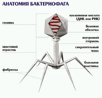 Строение простых и сложных вирусов ретровирусов бактериофагов