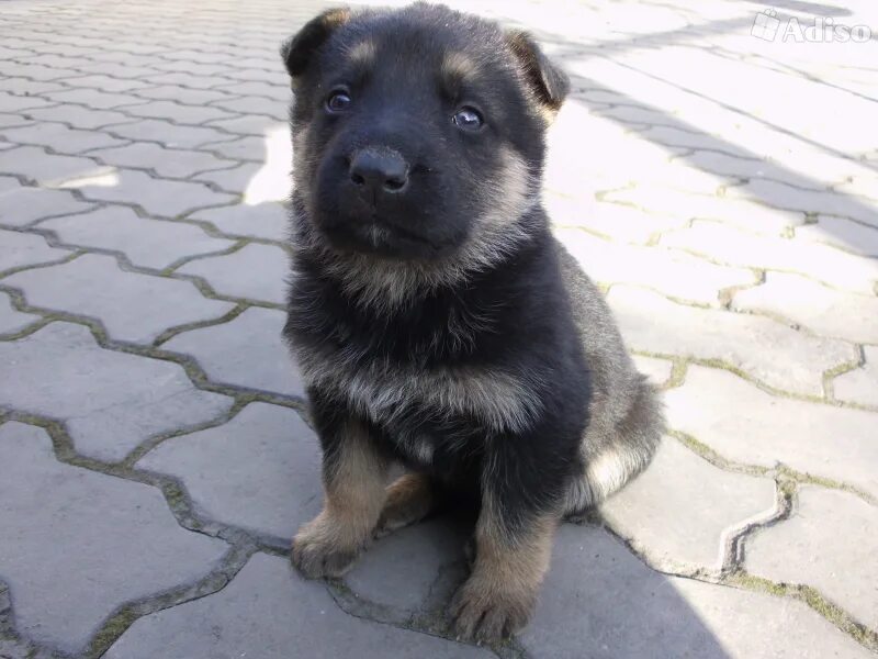 щенки немецкой овчарки 1. 5 месяца. щенки немецкой овчарки 1мес. немецкая овчарка щенок 1. немецкая овчарка щенок 1.