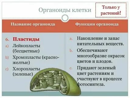 Какие органоиды клетки содержат наследственную информацию. Какие органоиды клетки содержат наследственную информацию