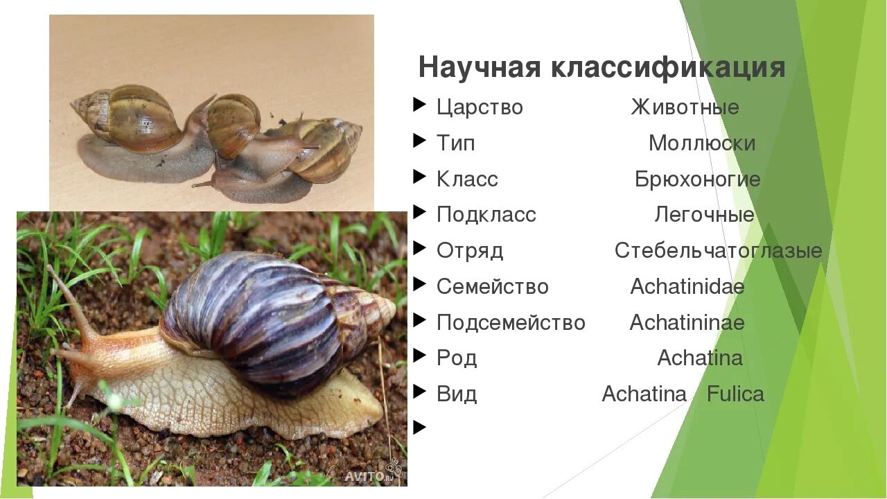 Брюхоногие виноградная улитка. Общая характеристика класса брюхоногие моллюски. Красивые улитки. Улитка какое семейство. Виноградная улитка доклад.