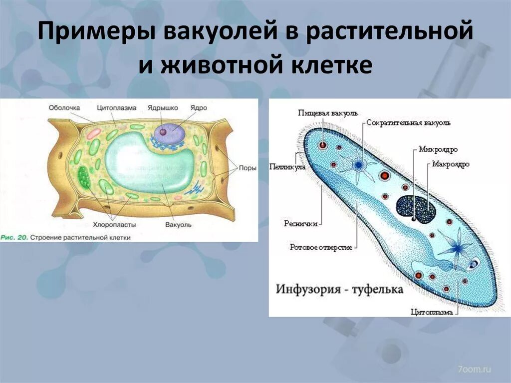 Крупная вакуоль растительной