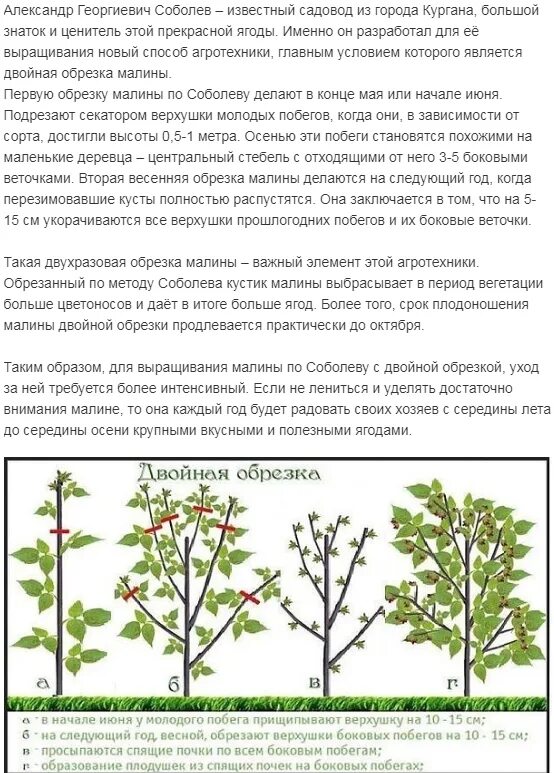 Схема обрезки ремонтантной малины весной. Схема обрезки ремонтантной малины. Обрезка малинового дерева Таруса весной. Весенняя обрезка ремонтантной малины. Подрезка малины весной