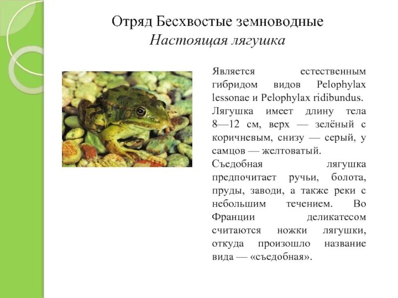 Бесхвостые отряд класса. Отряд бесхвостые общая характеристика. характеристика отряда бесхвостые амфибии. отряд бесхвостые таблица. представители бесхвостых земноводных.