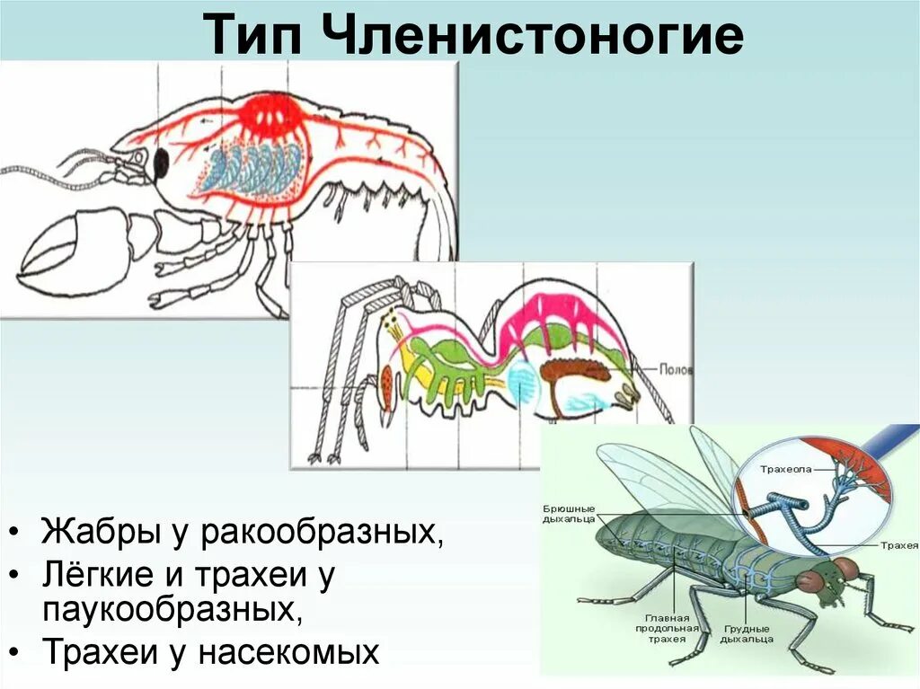 Членистоногие насекомые строение. Членистоногие насекомые строение