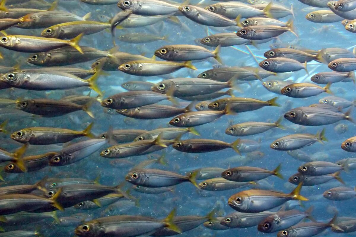 Красивые рыбные блюда. Fish course. Запеченная рыба. Красивые блюда из рыбы. Блюдо "рыба".