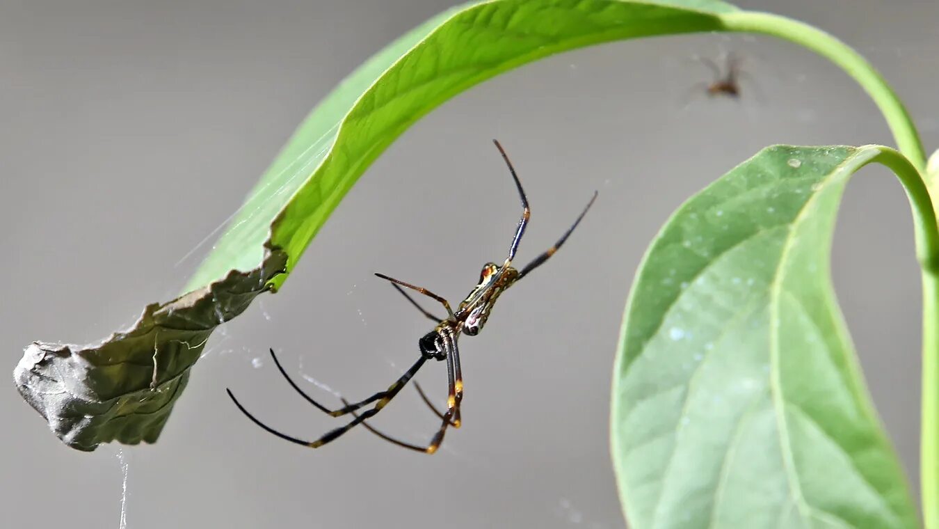 Богомол призрак. Богомол призрак зеленый. Phyllocrania paradoxa. Ареал богомола призрака.