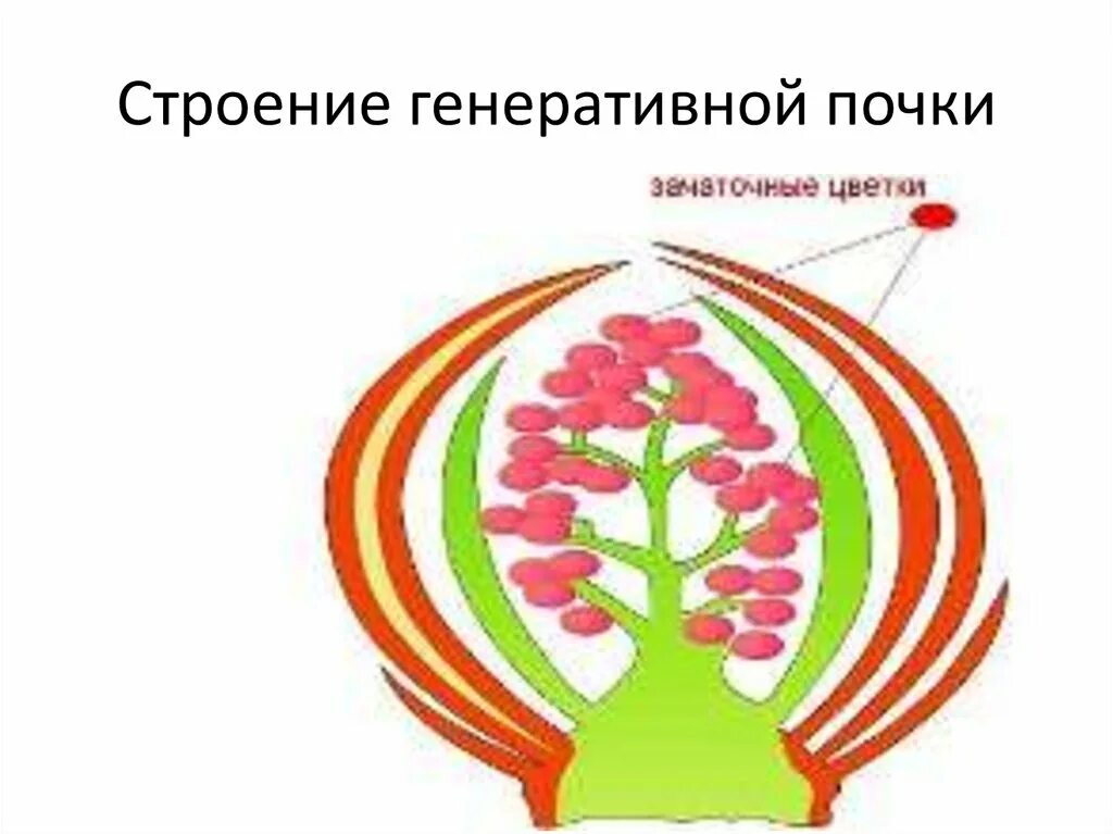 Строение генеративной почки. Строение вегенеративной почки. Генеративные почки растений. Строение почки растения.