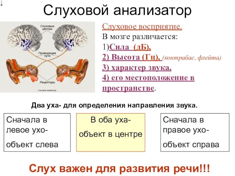 Слуховой анализатор. Слуховое восприятие человека. Слуховой анализатор восприятие звука. Слуховое восприятие схема. Понятие слухового анализатора