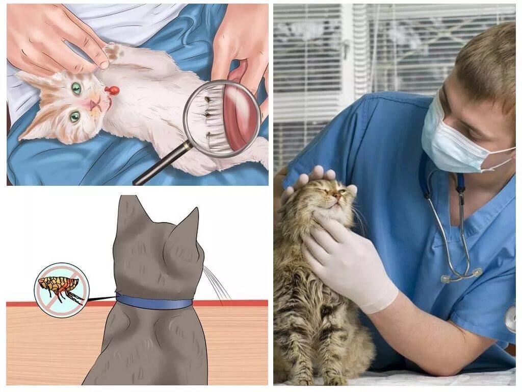 Как вылечить аллергию на кошек