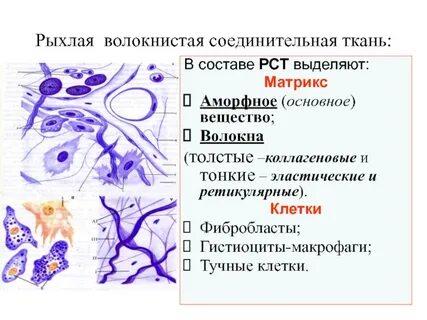Компоненты соединительных тканей