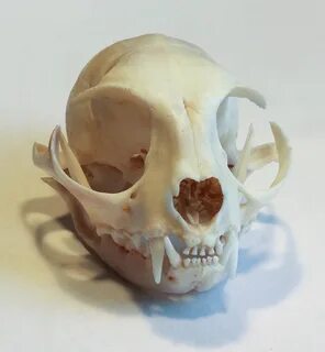Череп кошки