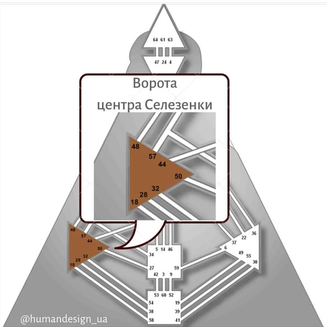 Селезеночный центр в дизайне человека. Дизайн человека. Страхи в дизайне человека. Селезенка дизайн человека. Авторитеты в дизайне человека