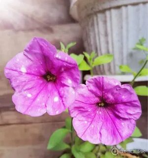 Дот стар петуния