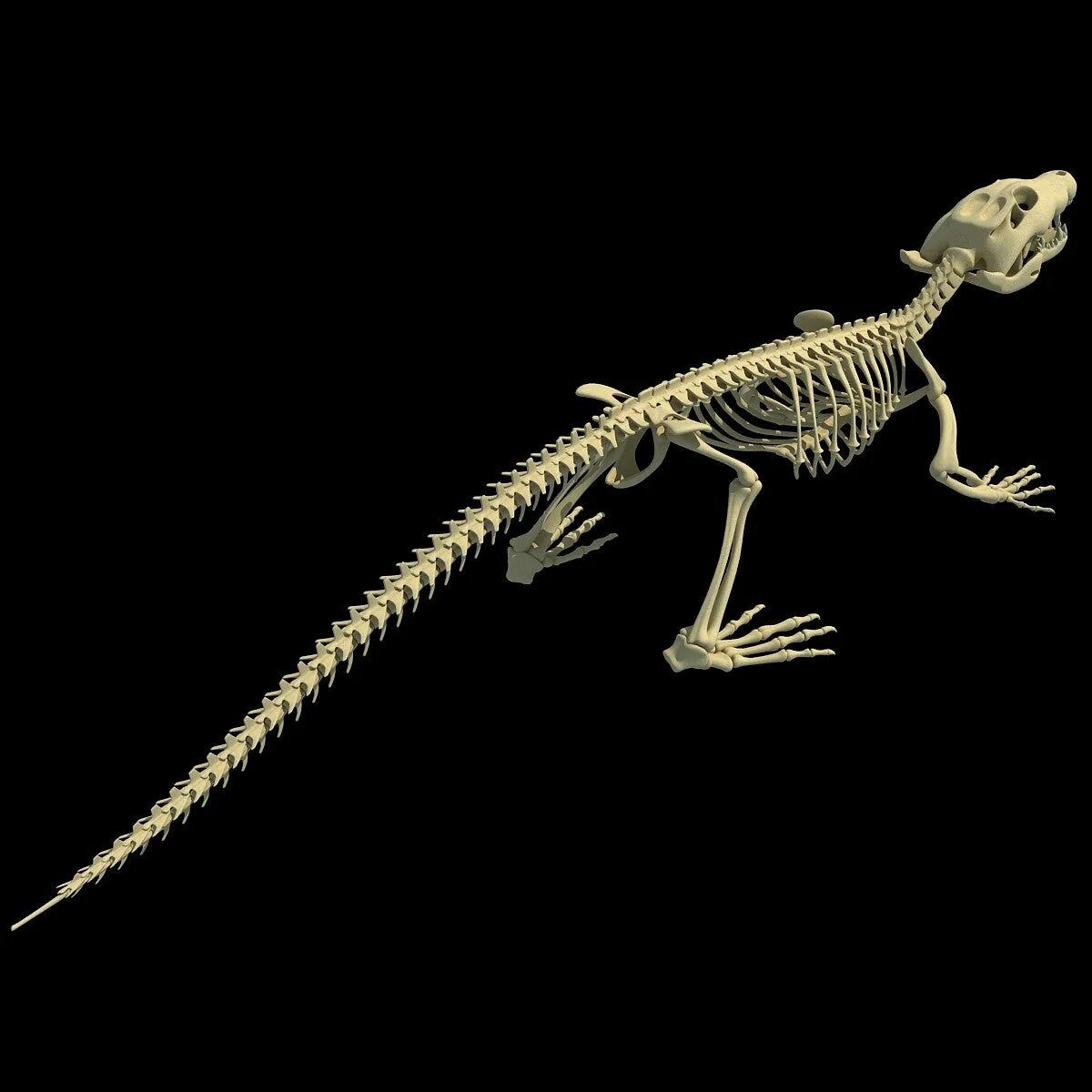 Рептилии ребра. Скелет нильского крокодила. Скелет крокодила строение. Скелет крокодила 3d. Скелет крокодила и аллигатора.