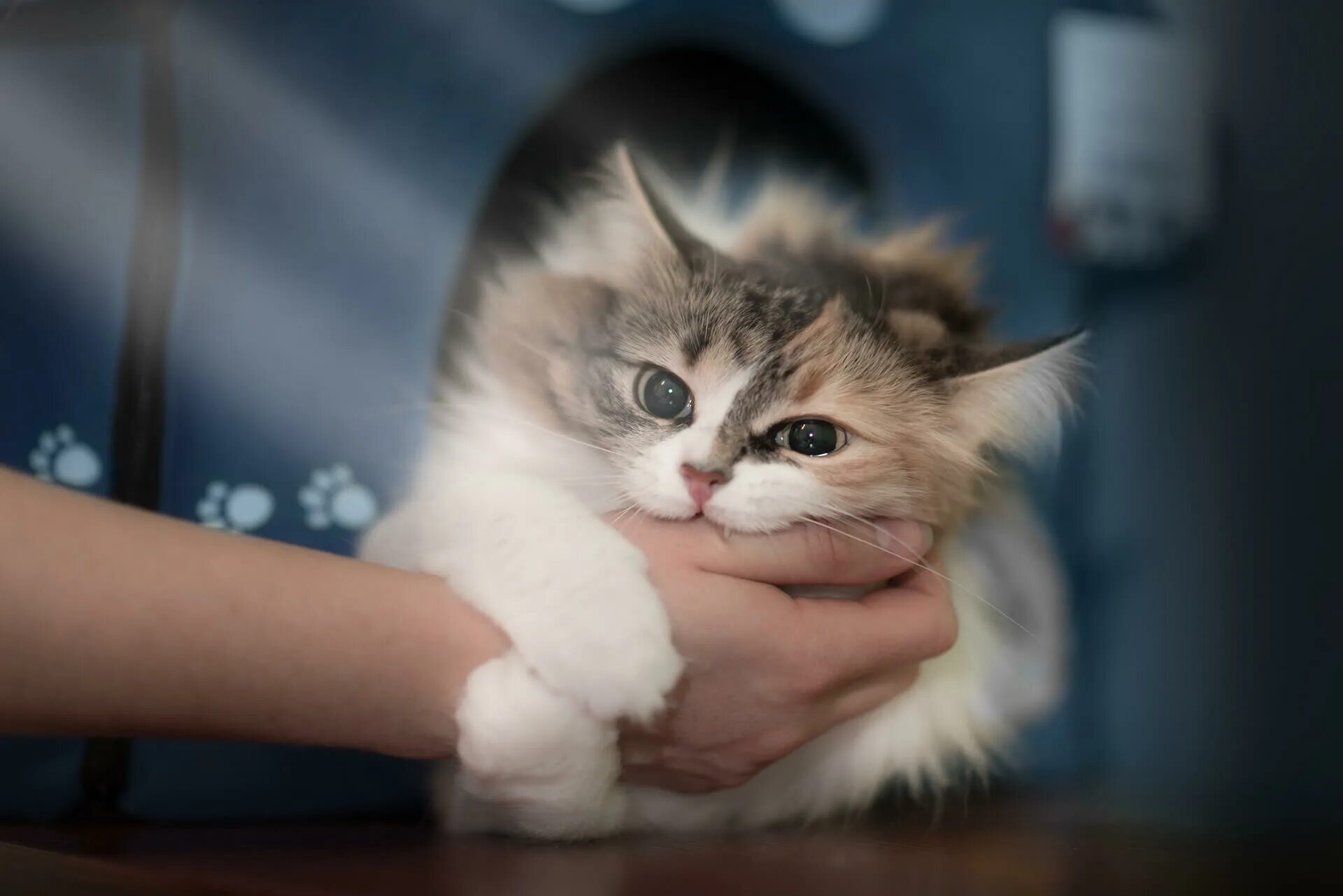 Кот бросается и кусается. Кусачий котенок. гладить кошку. котенок кусается. котики общаются.