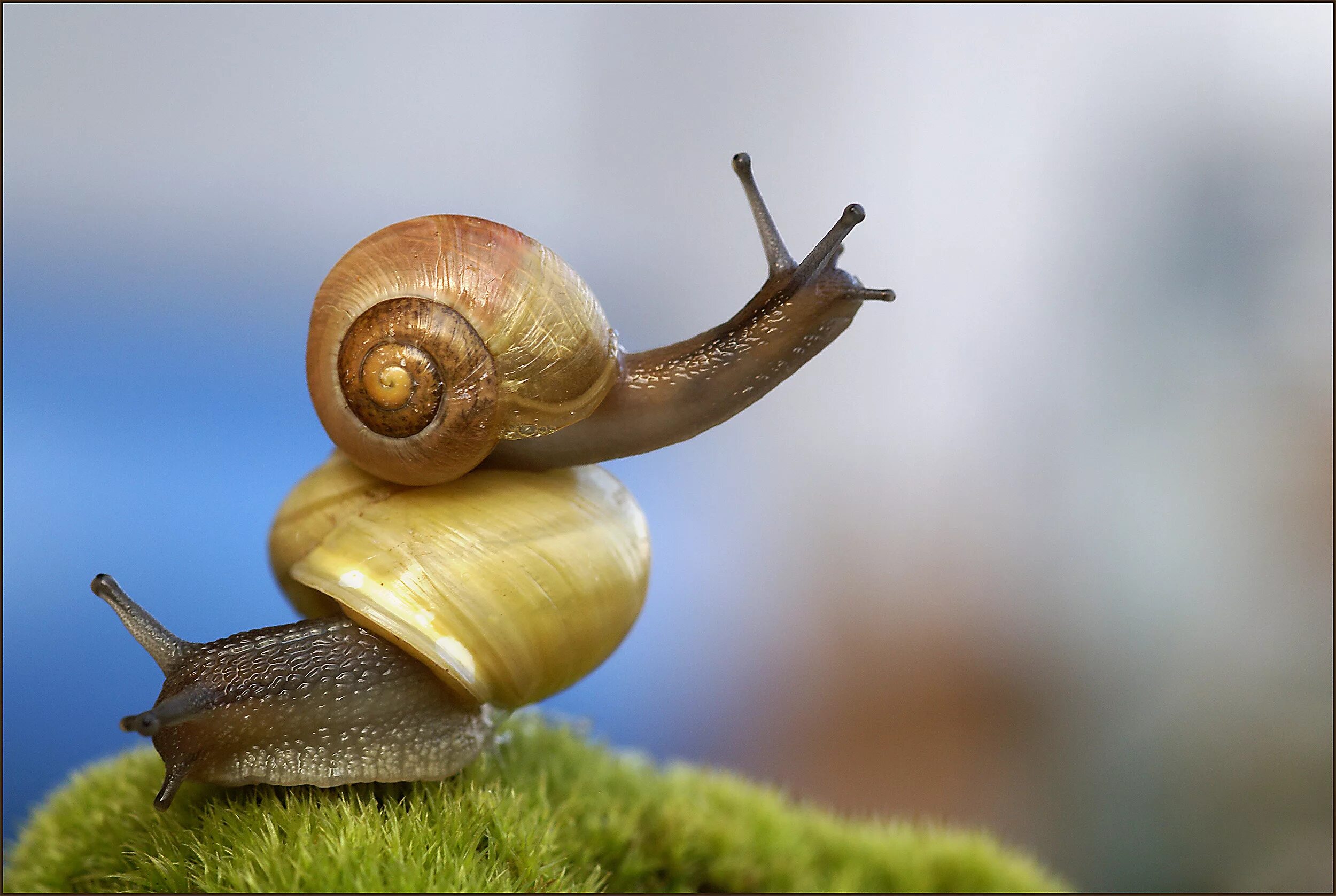 факты о улитках. (беспозвоночные) виноградная улитка. улитка rhinocochlis nasuta. улитка биомфолария. история улитки.