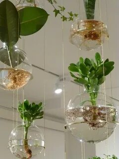 Plants plus