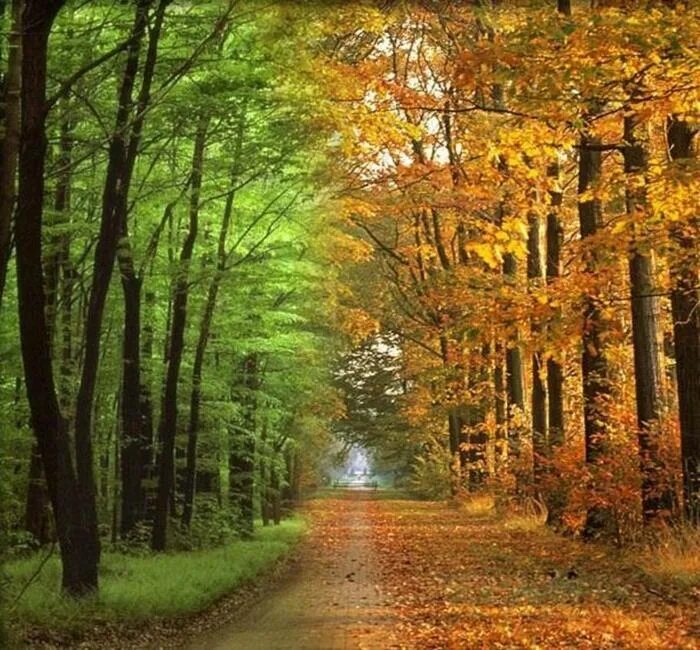 Экскурсия с детьми через дорогу. Лес летом и осенью. Пешеход. Лет перехода с летнего. Лето сменяется осенью.