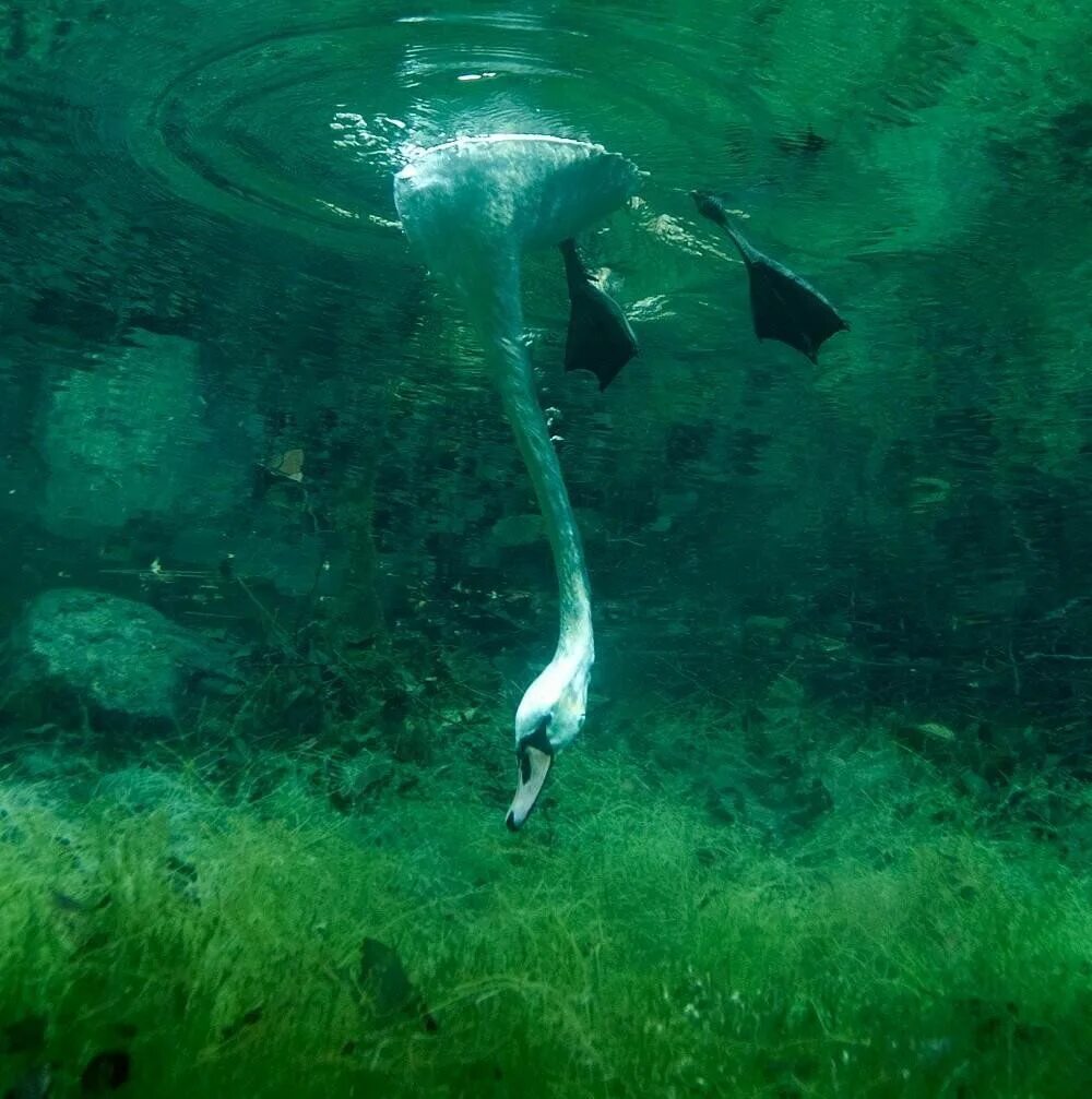 Нырок в воду. Утка под водой. Лебедь ныряет.