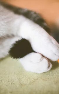 Лапы и хвосты кошки