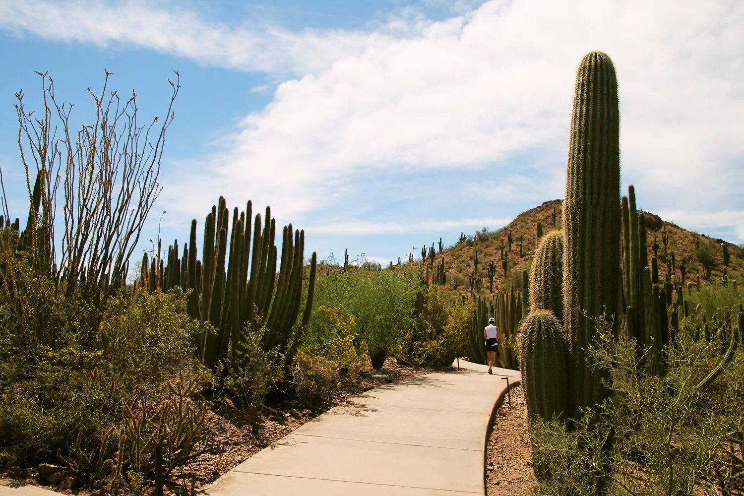 Кактус 2 метра. Агава гранд каньон. Искусственный кактус. Кактус 2 метра. Кактус 2 метра.