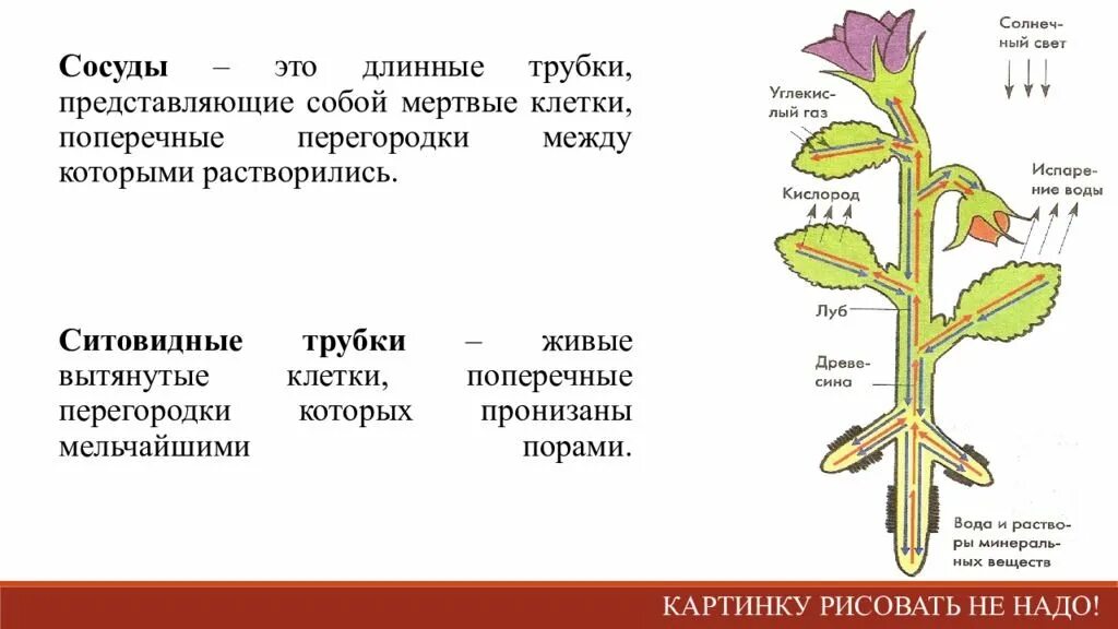 Транспорт веществ по растению. Транспорт воды в растении. Передвижение веществ по растению. Передвижение органических веществ в растении. От листьев к корню органические вещества передвигаются