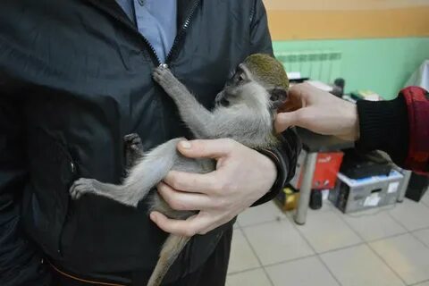 Живые тропики