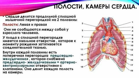 Имеется сердце