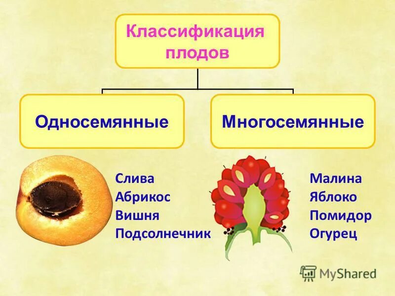 Тип плода яблоко примеры Монтессори-материалы. Космическое воспитание. Биология. Строение яблока