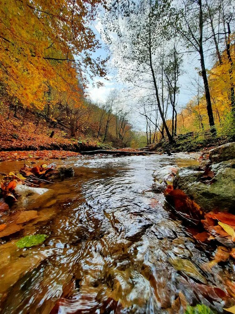 Осенний ручей. Ручей в лесу. Ручей в осеннем лесу. Красивый ручей.