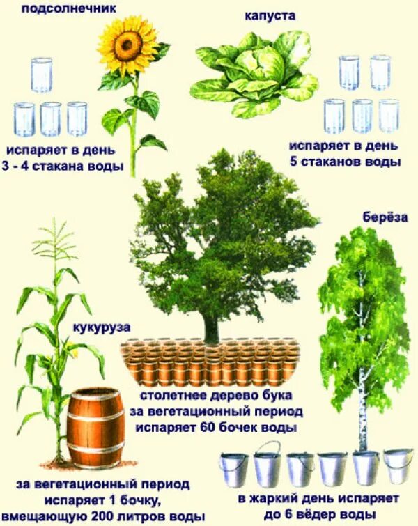 Испаряют значительное количество воды. Испарение воды листьями растений. Сколько воды испаряют растения. Необходимое количество воды растениям. Разные растения испаряют Разное количество воды.