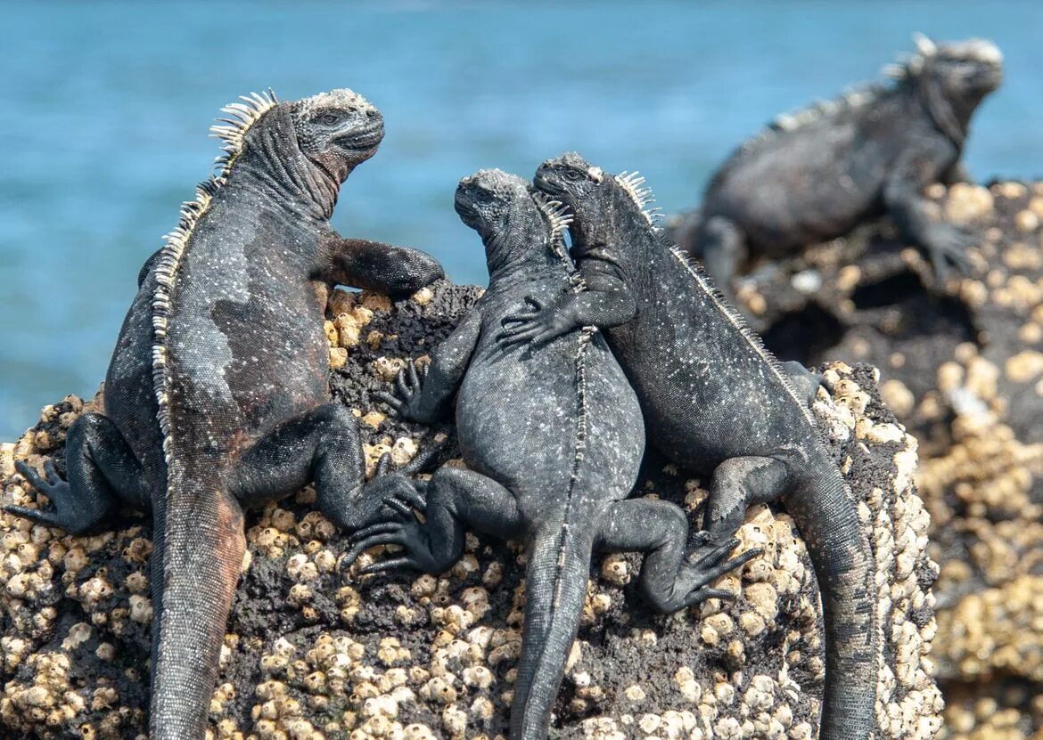 Морская ящерица. Галапагосские острова игуаны. Galapagos Marine Iguana. Галапагосские ящерицы. Галапагосские острова ящерицы.